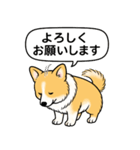 コーギー(しっぽあり＋レッド＆ホワイト)（個別スタンプ：5）
