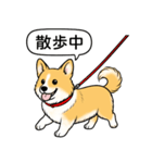 コーギー(しっぽあり＋レッド＆ホワイト)（個別スタンプ：8）
