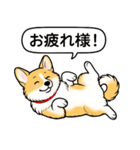 コーギー(しっぽあり＋レッド＆ホワイト)（個別スタンプ：9）