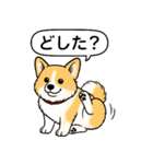 コーギー(しっぽあり＋レッド＆ホワイト)（個別スタンプ：10）