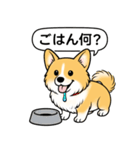 コーギー(しっぽあり＋レッド＆ホワイト)（個別スタンプ：12）