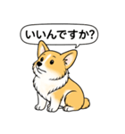 コーギー(しっぽあり＋レッド＆ホワイト)（個別スタンプ：13）