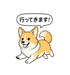 コーギー(しっぽあり＋レッド＆ホワイト)（個別スタンプ：14）