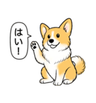 コーギー(しっぽあり＋レッド＆ホワイト)（個別スタンプ：16）