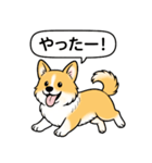 コーギー(しっぽあり＋レッド＆ホワイト)（個別スタンプ：19）