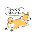 コーギー(しっぽあり＋レッド＆ホワイト)（個別スタンプ：20）