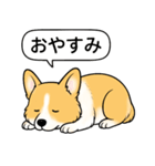 コーギー(しっぽあり＋レッド＆ホワイト)（個別スタンプ：21）