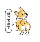 コーギー(しっぽあり＋レッド＆ホワイト)（個別スタンプ：24）