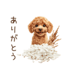 トイプードルとお米（個別スタンプ：6）