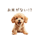 トイプードルとお米（個別スタンプ：16）