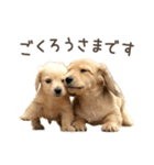敬語でミニチュアダックスフンドだワン！（個別スタンプ：1）