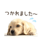 敬語でミニチュアダックスフンドだワン！（個別スタンプ：3）