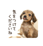 敬語でミニチュアダックスフンドだワン！（個別スタンプ：4）