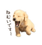 敬語でミニチュアダックスフンドだワン！（個別スタンプ：5）