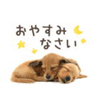 敬語でミニチュアダックスフンドだワン！（個別スタンプ：6）