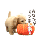 敬語でミニチュアダックスフンドだワン！（個別スタンプ：8）