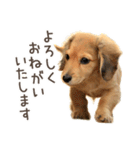 敬語でミニチュアダックスフンドだワン！（個別スタンプ：9）