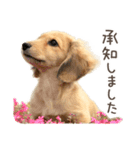 敬語でミニチュアダックスフンドだワン！（個別スタンプ：11）