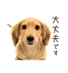 敬語でミニチュアダックスフンドだワン！（個別スタンプ：12）