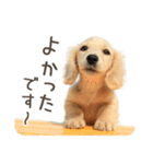 敬語でミニチュアダックスフンドだワン！（個別スタンプ：14）