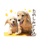 敬語でミニチュアダックスフンドだワン！（個別スタンプ：17）