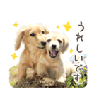 敬語でミニチュアダックスフンドだワン！（個別スタンプ：18）