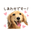 敬語でミニチュアダックスフンドだワン！（個別スタンプ：19）