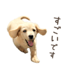 敬語でミニチュアダックスフンドだワン！（個別スタンプ：20）