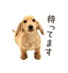 敬語でミニチュアダックスフンドだワン！（個別スタンプ：21）