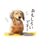 敬語でミニチュアダックスフンドだワン！（個別スタンプ：24）