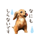 敬語でミニチュアダックスフンドだワン！（個別スタンプ：25）