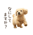 敬語でミニチュアダックスフンドだワン！（個別スタンプ：26）