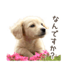 敬語でミニチュアダックスフンドだワン！（個別スタンプ：27）