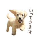 敬語でミニチュアダックスフンドだワン！（個別スタンプ：28）