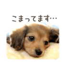 敬語でミニチュアダックスフンドだワン！（個別スタンプ：30）