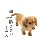 敬語でミニチュアダックスフンドだワン！（個別スタンプ：31）
