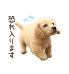 敬語でミニチュアダックスフンドだワン！（個別スタンプ：32）
