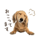 敬語でミニチュアダックスフンドだワン！（個別スタンプ：33）