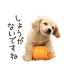 敬語でミニチュアダックスフンドだワン！（個別スタンプ：36）