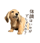 敬語でミニチュアダックスフンドだワン！（個別スタンプ：37）