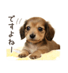 敬語でミニチュアダックスフンドだワン！（個別スタンプ：38）