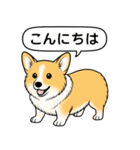 コーギー(しっぽなし＋レッド＆ホワイト)（個別スタンプ：1）