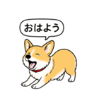 コーギー(しっぽなし＋レッド＆ホワイト)（個別スタンプ：2）