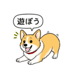 コーギー(しっぽなし＋レッド＆ホワイト)（個別スタンプ：3）