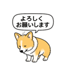 コーギー(しっぽなし＋レッド＆ホワイト)（個別スタンプ：5）