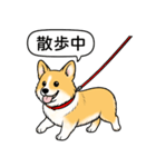 コーギー(しっぽなし＋レッド＆ホワイト)（個別スタンプ：8）