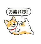 コーギー(しっぽなし＋レッド＆ホワイト)（個別スタンプ：9）