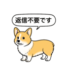 コーギー(しっぽなし＋レッド＆ホワイト)（個別スタンプ：11）