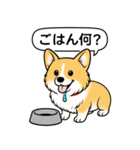 コーギー(しっぽなし＋レッド＆ホワイト)（個別スタンプ：12）