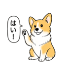 コーギー(しっぽなし＋レッド＆ホワイト)（個別スタンプ：16）